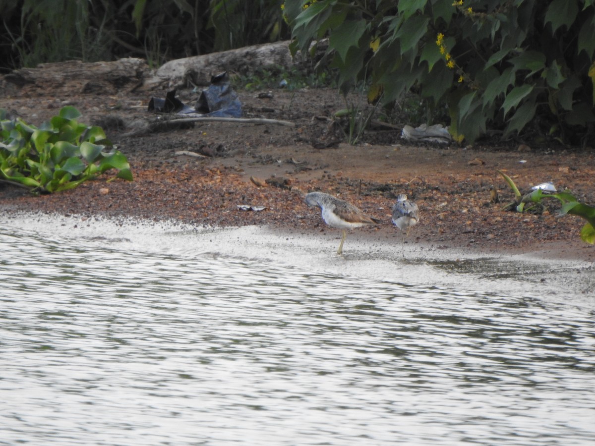 Marsh Sandpiper - ML589519431