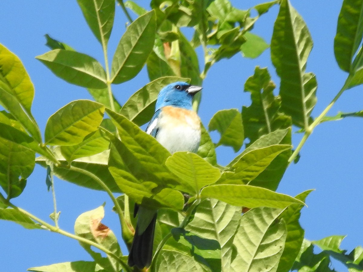 Lazuli Bunting - Erik Bergman