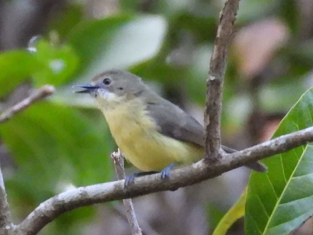 Fairy Gerygone - ML589520601