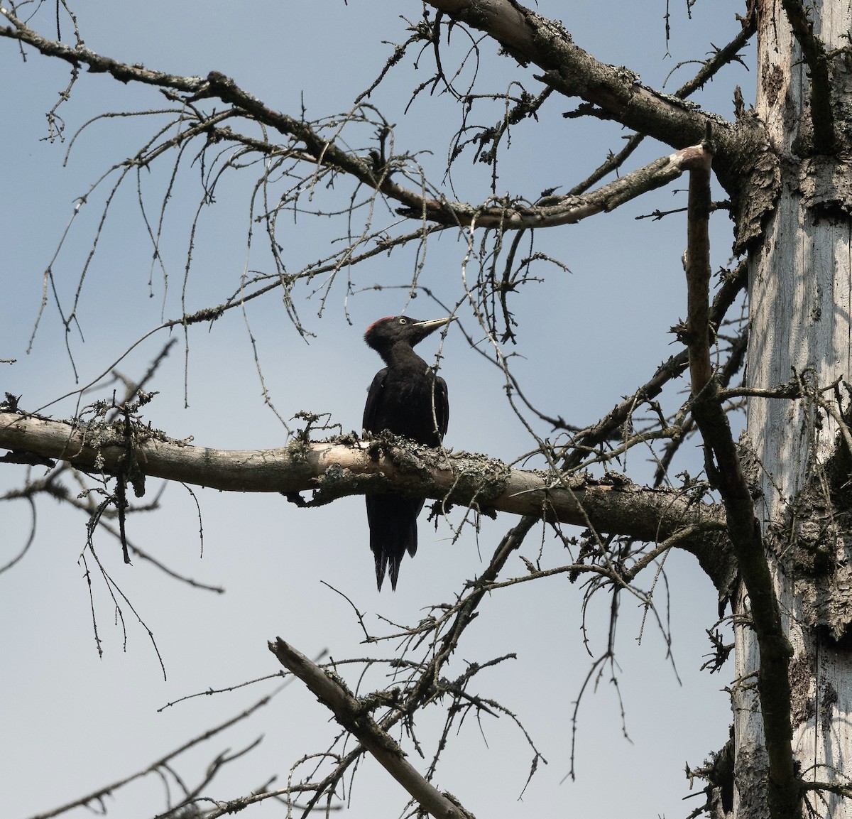 Black Woodpecker - ML589520861