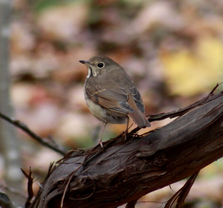 Hermit Thrush - Deb Weltsch