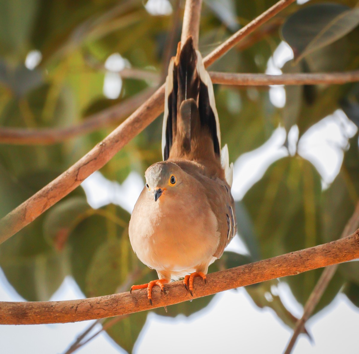 Long-tailed Ground Dove - ML589521801