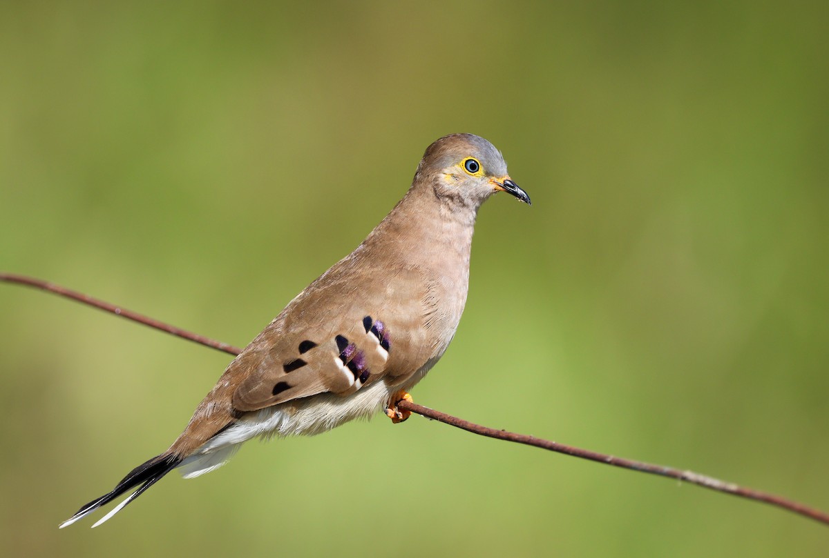 Long-tailed Ground Dove - ML589521811