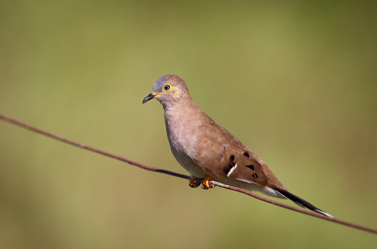 Long-tailed Ground Dove - ML589521821