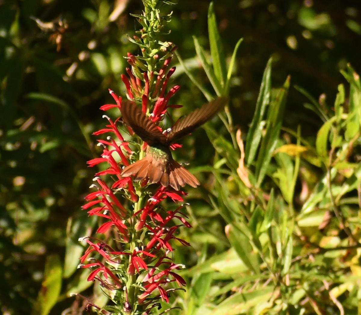 Buff-bellied Hummingbird - ML589522301