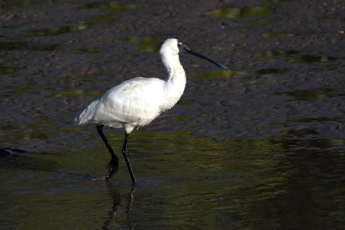 Royal Spoonbill - Lucas Russell