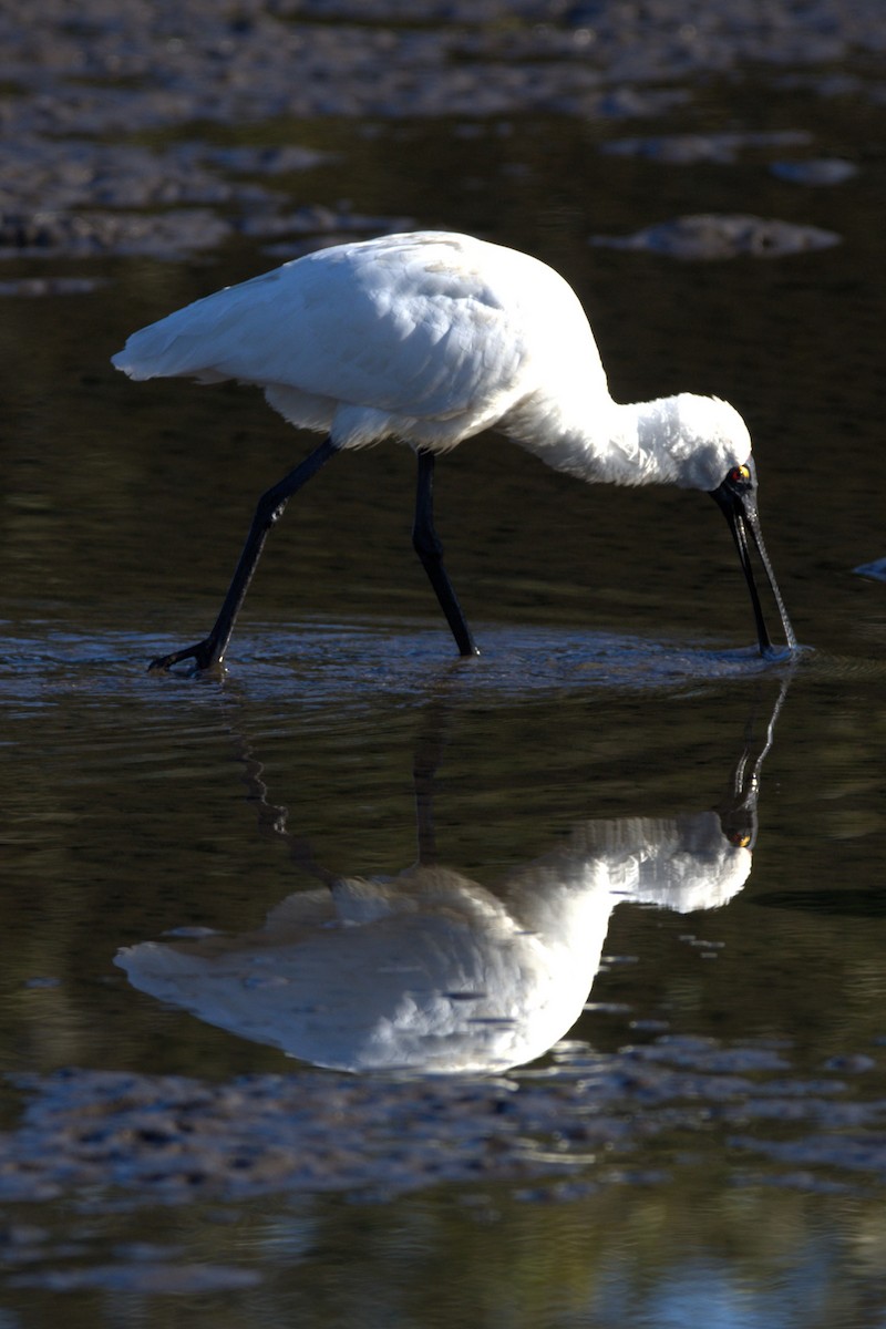 Royal Spoonbill - Lucas Russell