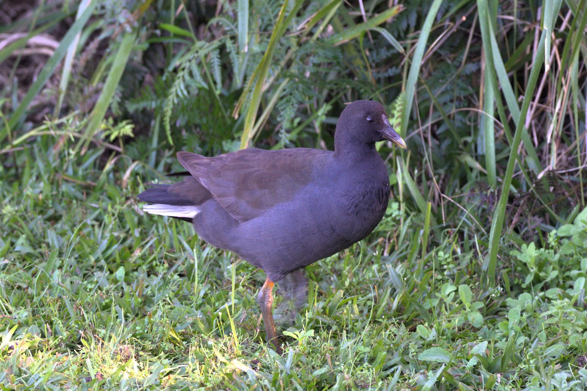 Gallinule sombre - ML589522691