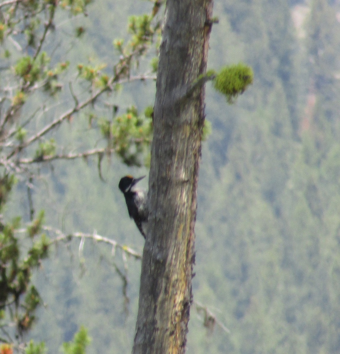 Black-backed Woodpecker - ML589524711