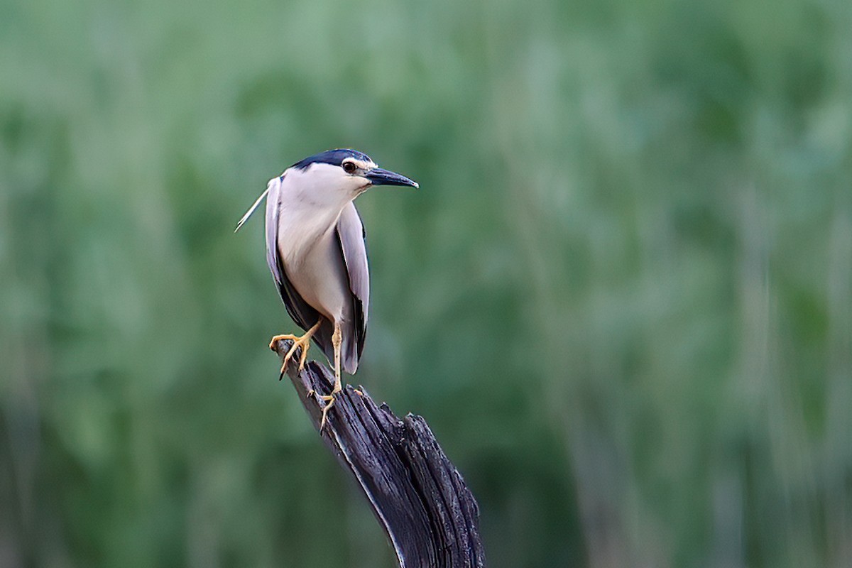 Black-crowned Night Heron - A W