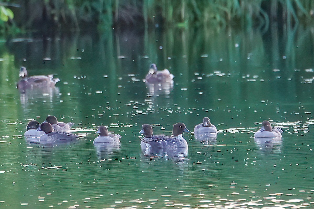 Common Goldeneye - ML589527291