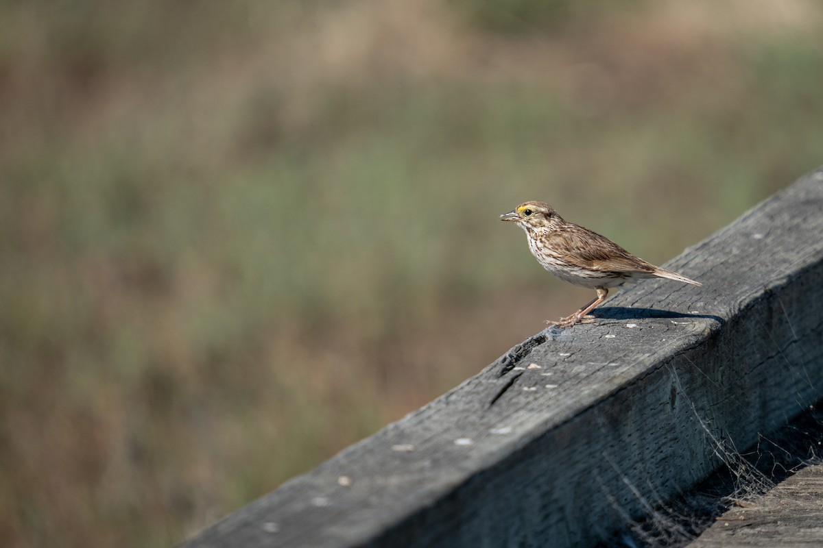 Savannah Sparrow - ML589527481