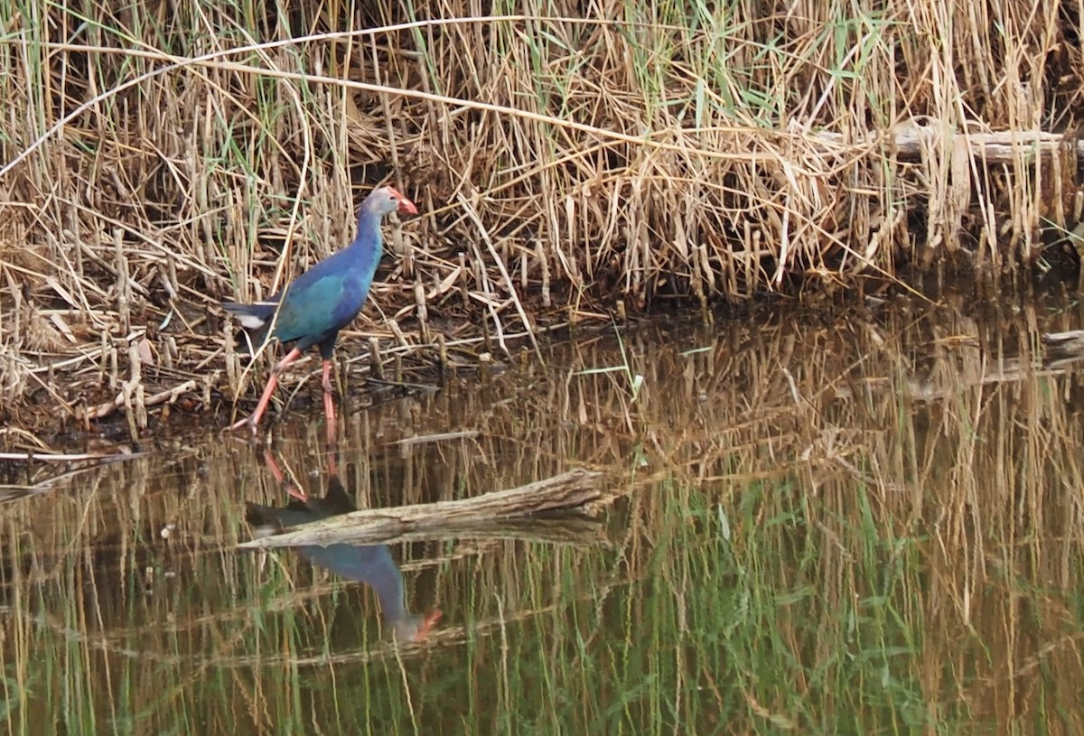 Gray-headed Swamphen - ML589527531