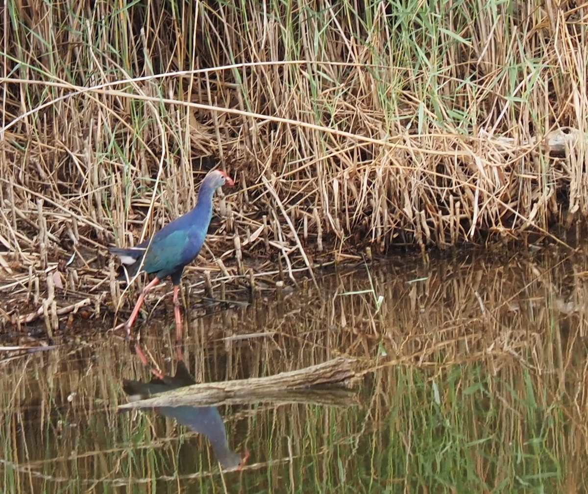 Gray-headed Swamphen - ML589527551