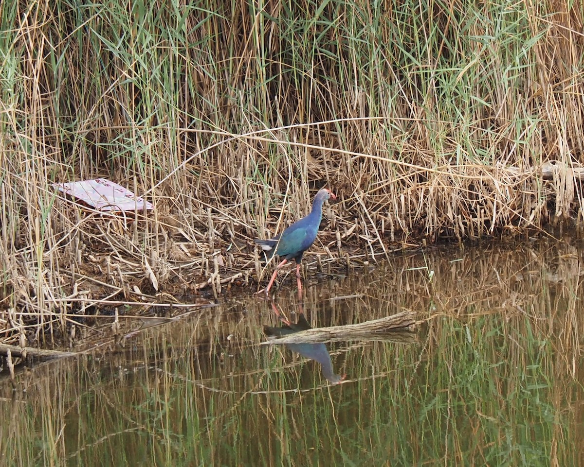 Gray-headed Swamphen - ML589527561