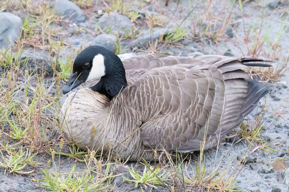 Cackling/Canada Goose - Russell Brown