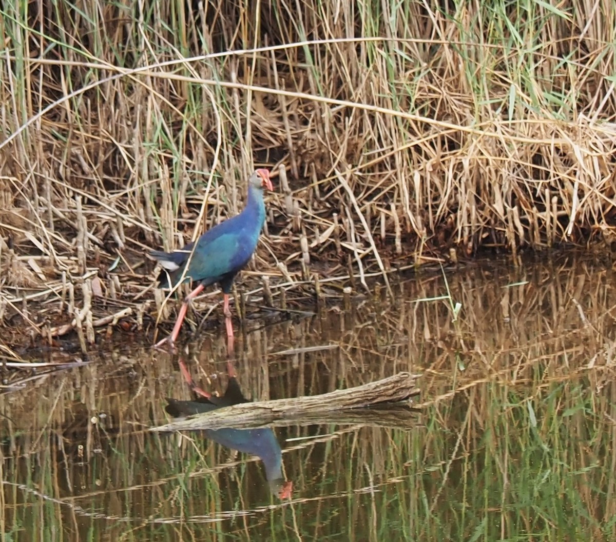 Gray-headed Swamphen - Uma Sachdeva