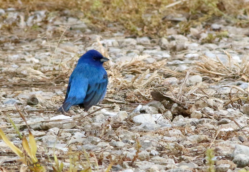 Indigo Bunting - ML58952801