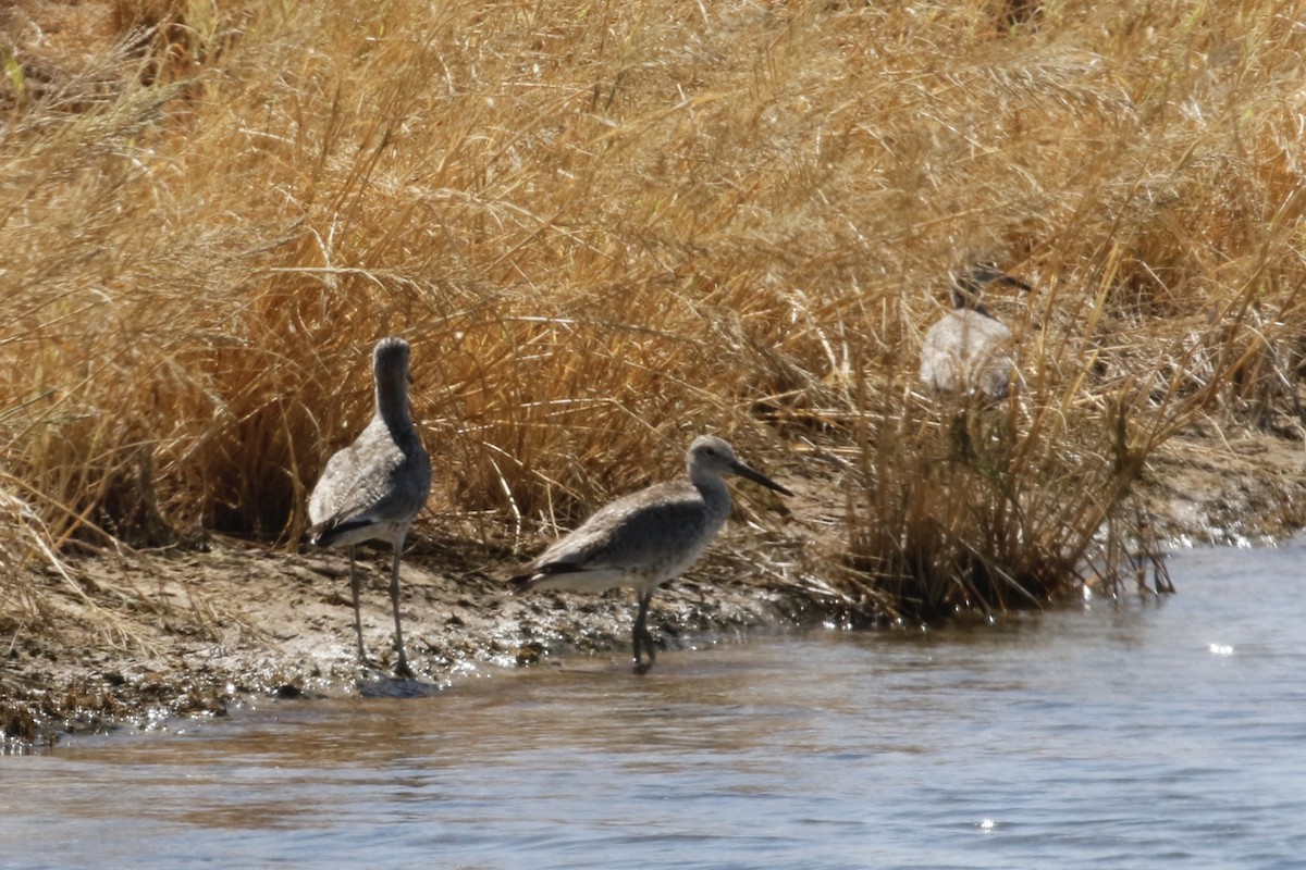 Willet - ML589528061