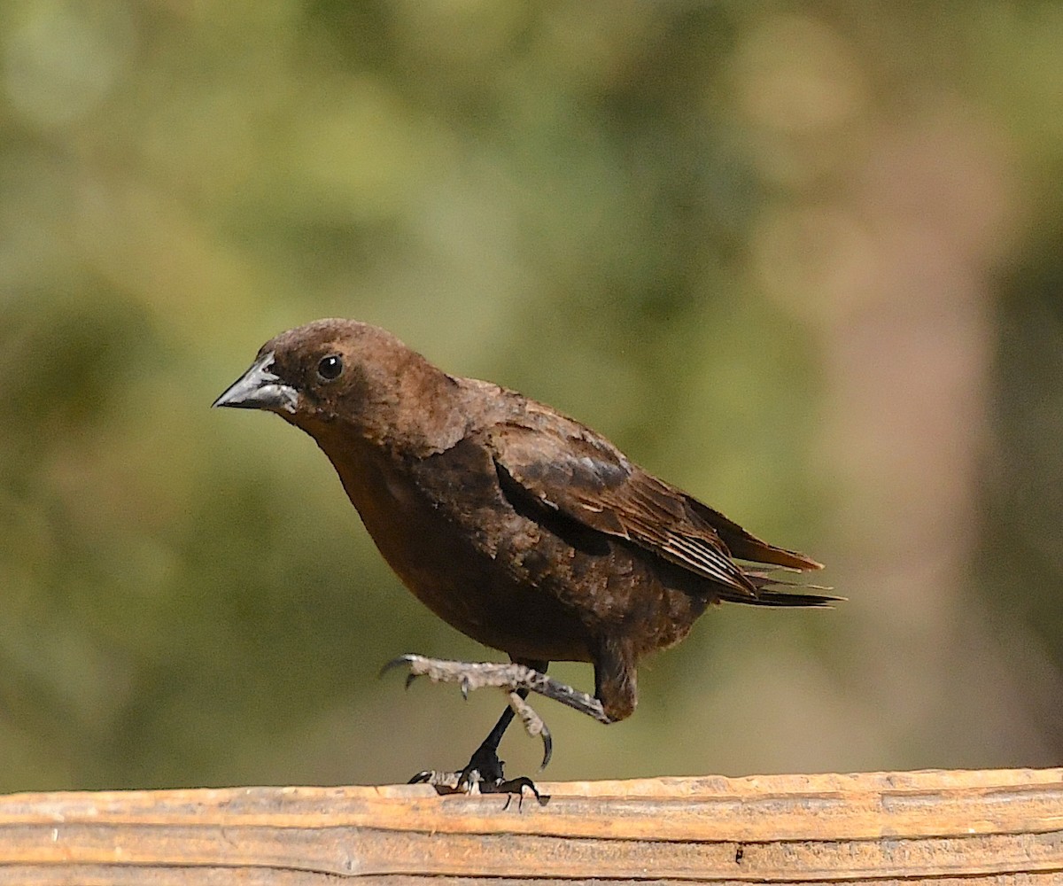 Brown-headed Cowbird - ML589528951