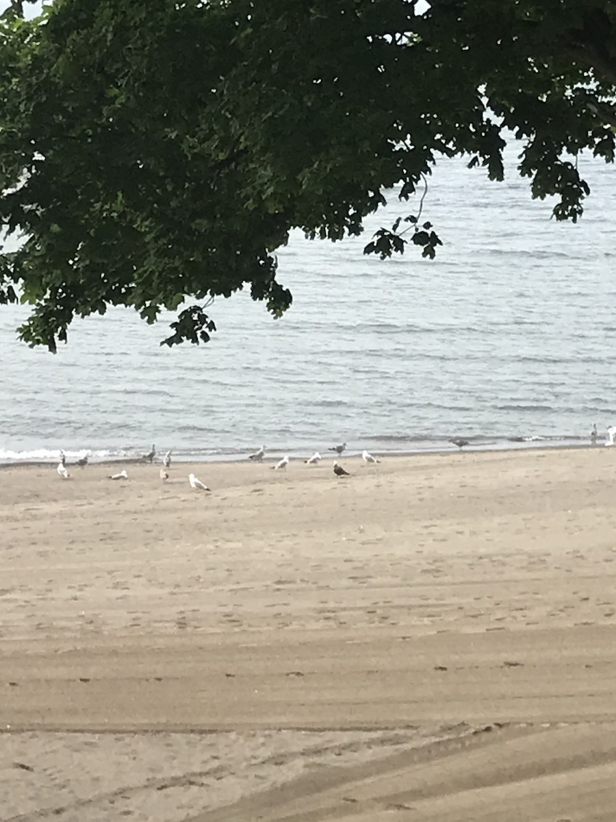 racek mexický - ML589529051