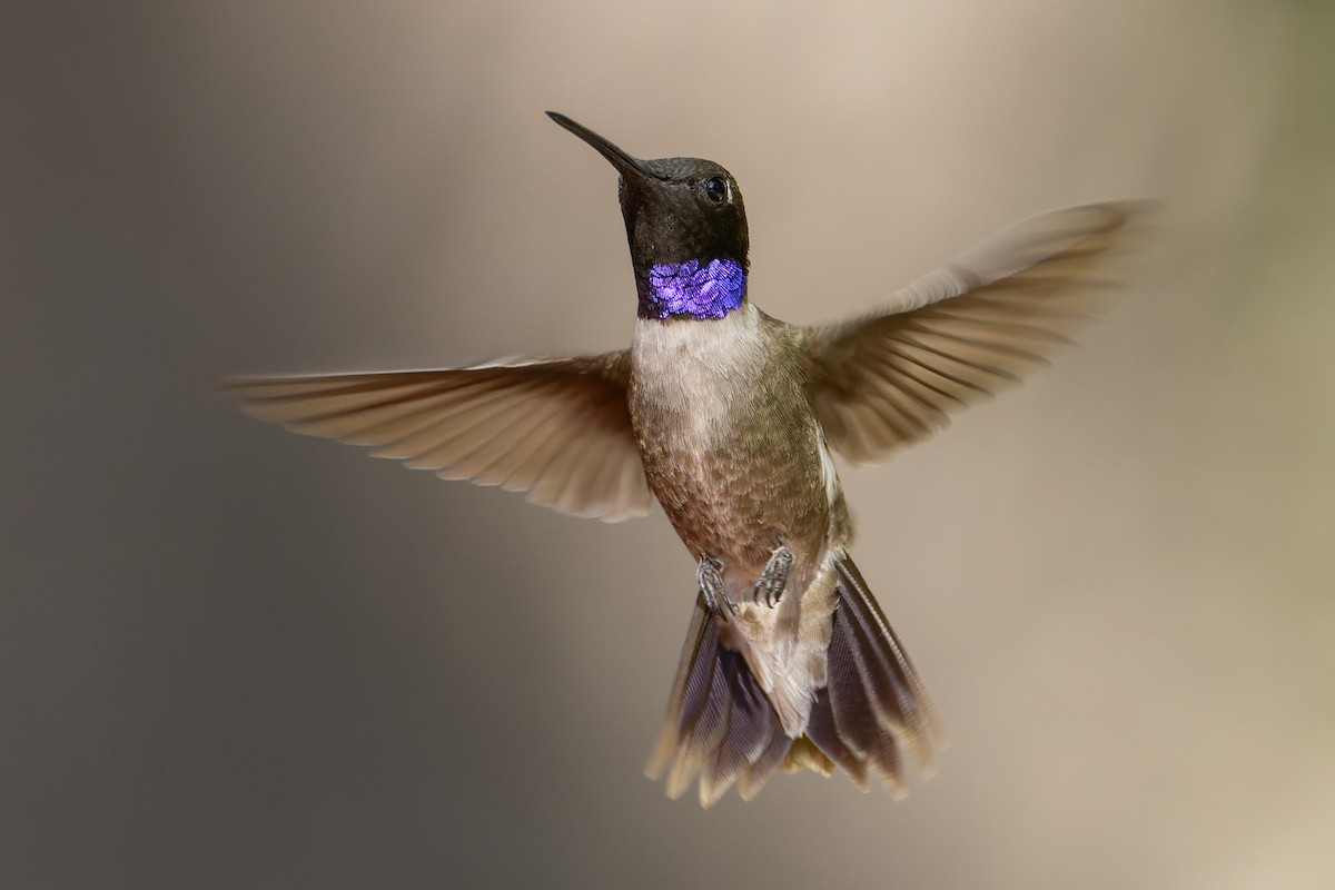Black-chinned Hummingbird - Joe Aliperti