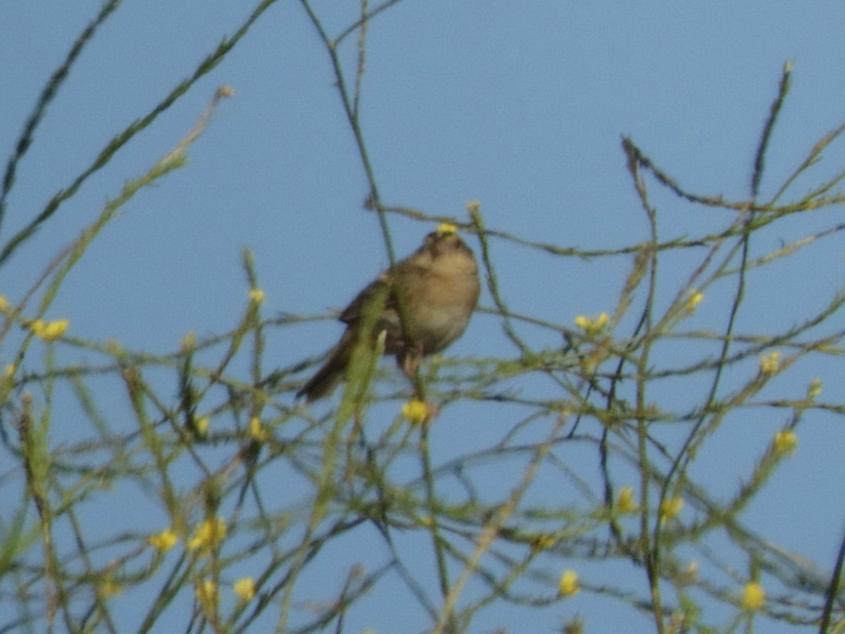Grasshopper Sparrow - ML589532081