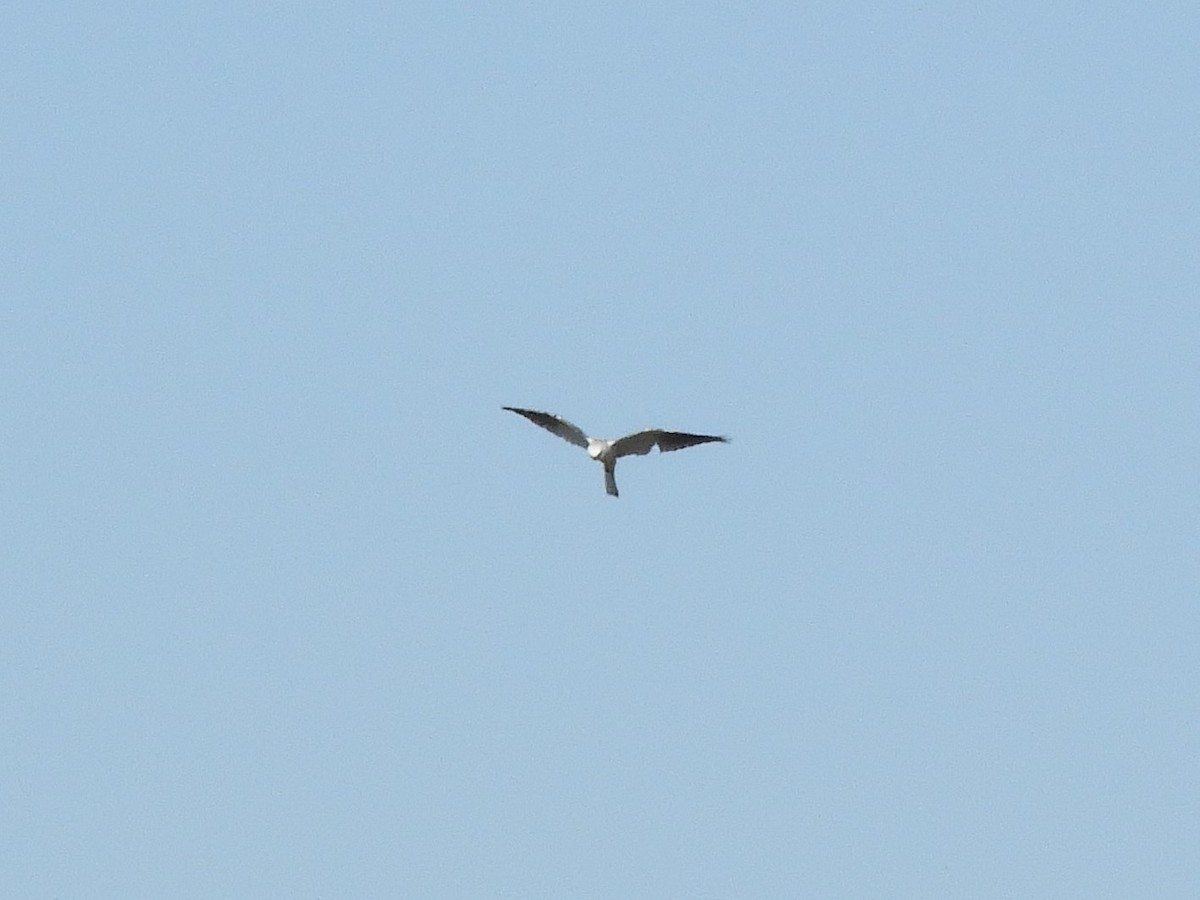 White-tailed Kite - ML589532391