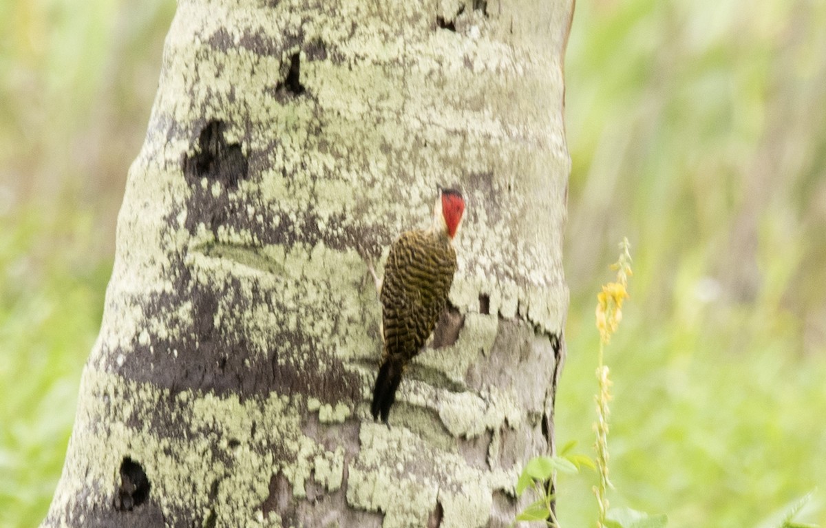 Green-barred Woodpecker - ML589532591