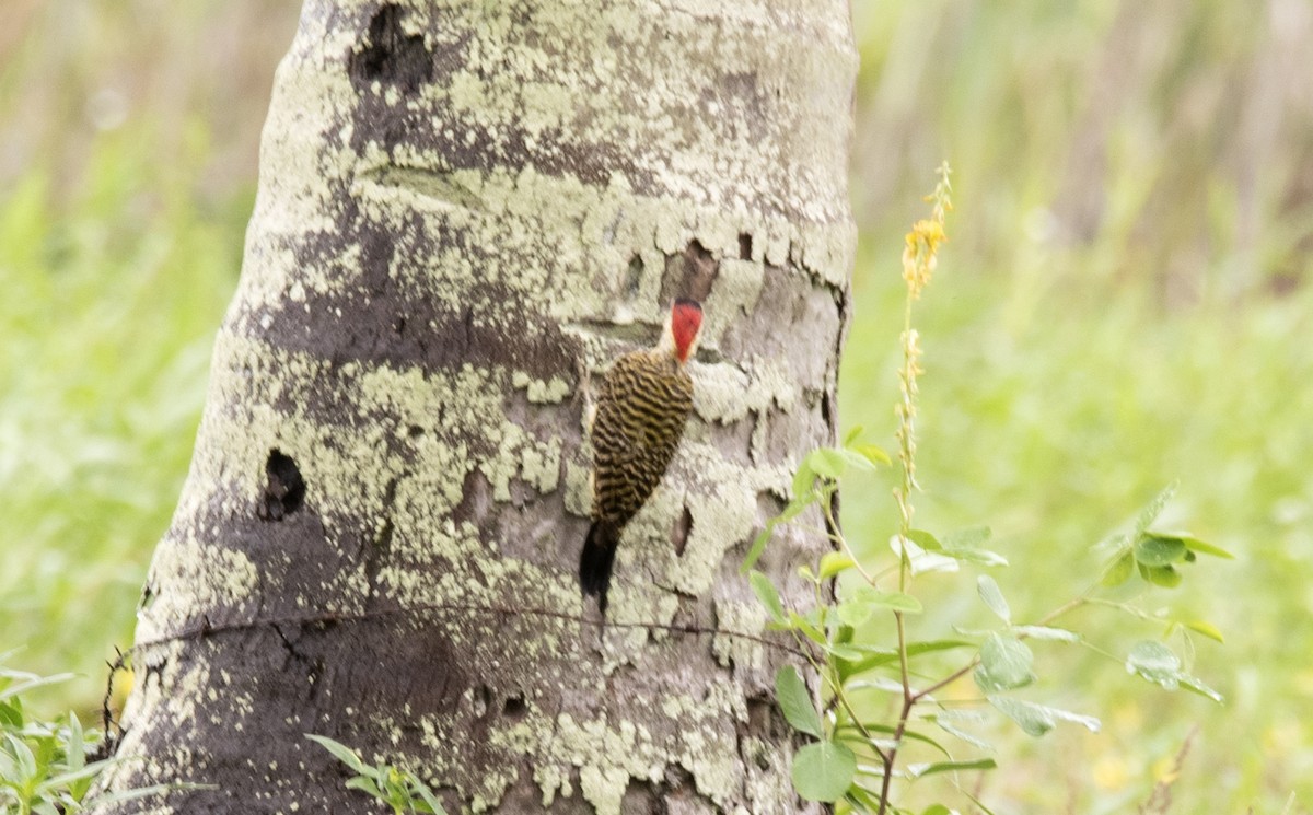 Green-barred Woodpecker - ML589532601