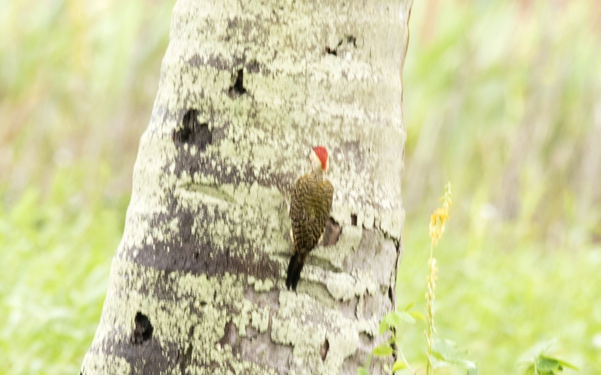 Green-barred Woodpecker - ML589532611