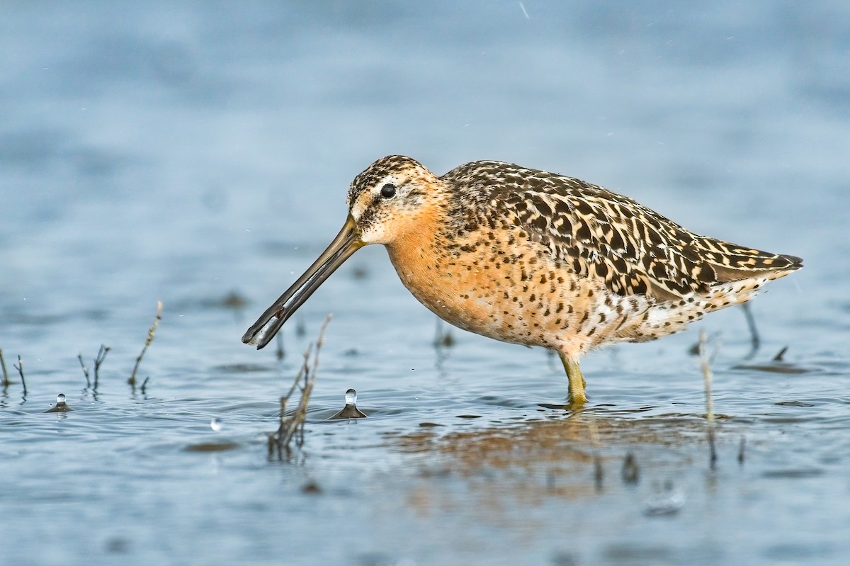 Short-billed Dowitcher - ML589532871