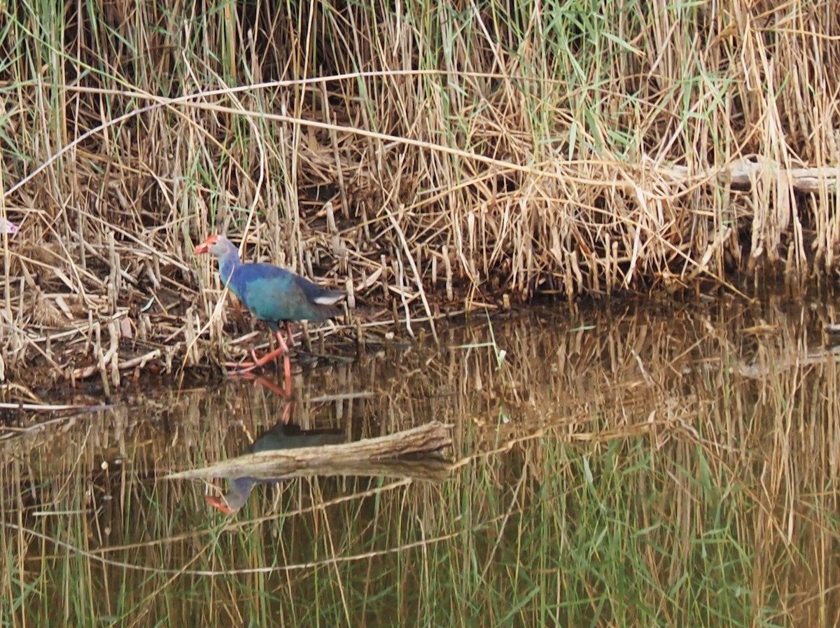 Gray-headed Swamphen - Uma Sachdeva