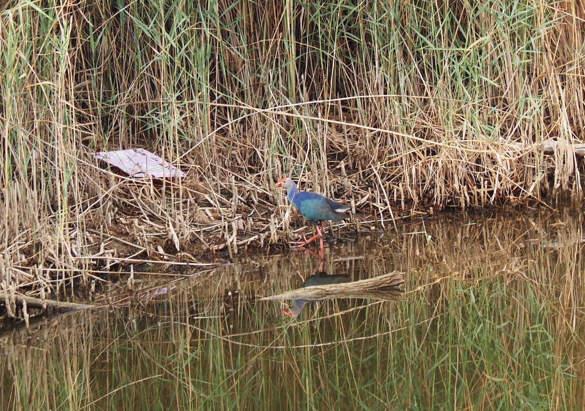 Gray-headed Swamphen - ML589533161