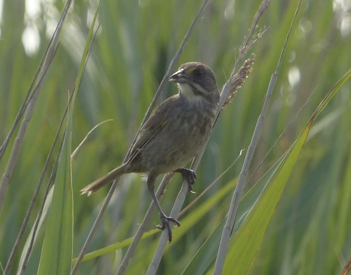 Seaside Sparrow - Sam Skinner