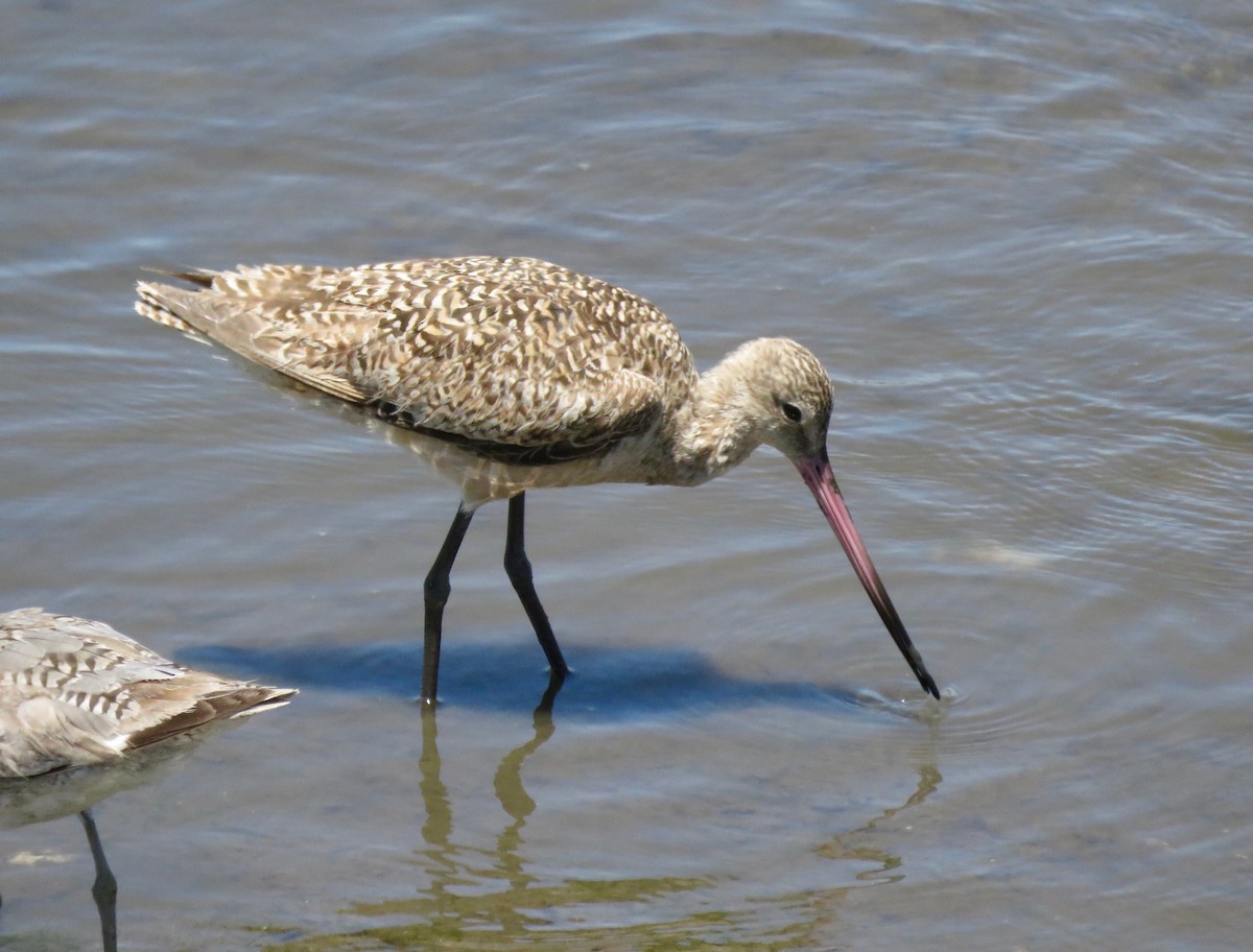 Marbled Godwit - ML589534131