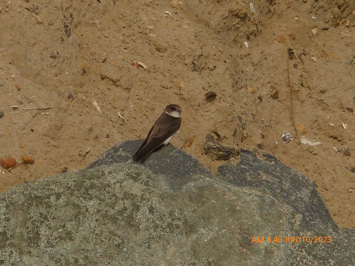 Bank Swallow - Sam Skinner