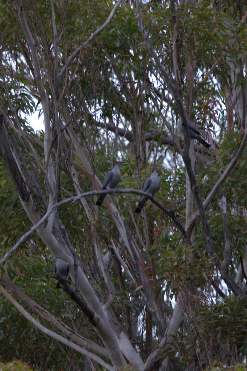 Topknot Pigeon - Lucas Russell