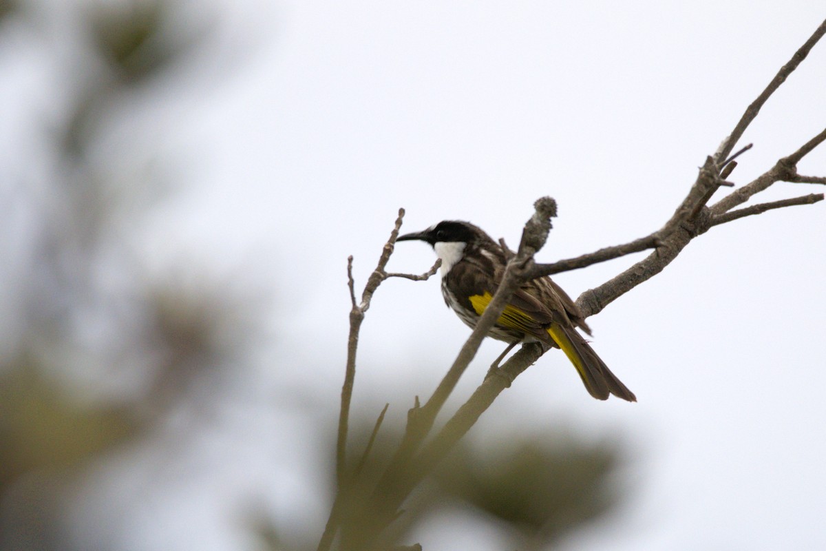 White-cheeked Honeyeater - Lucas Russell