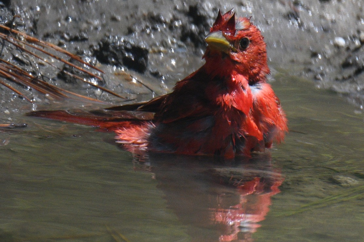 Summer Tanager - ML589536211