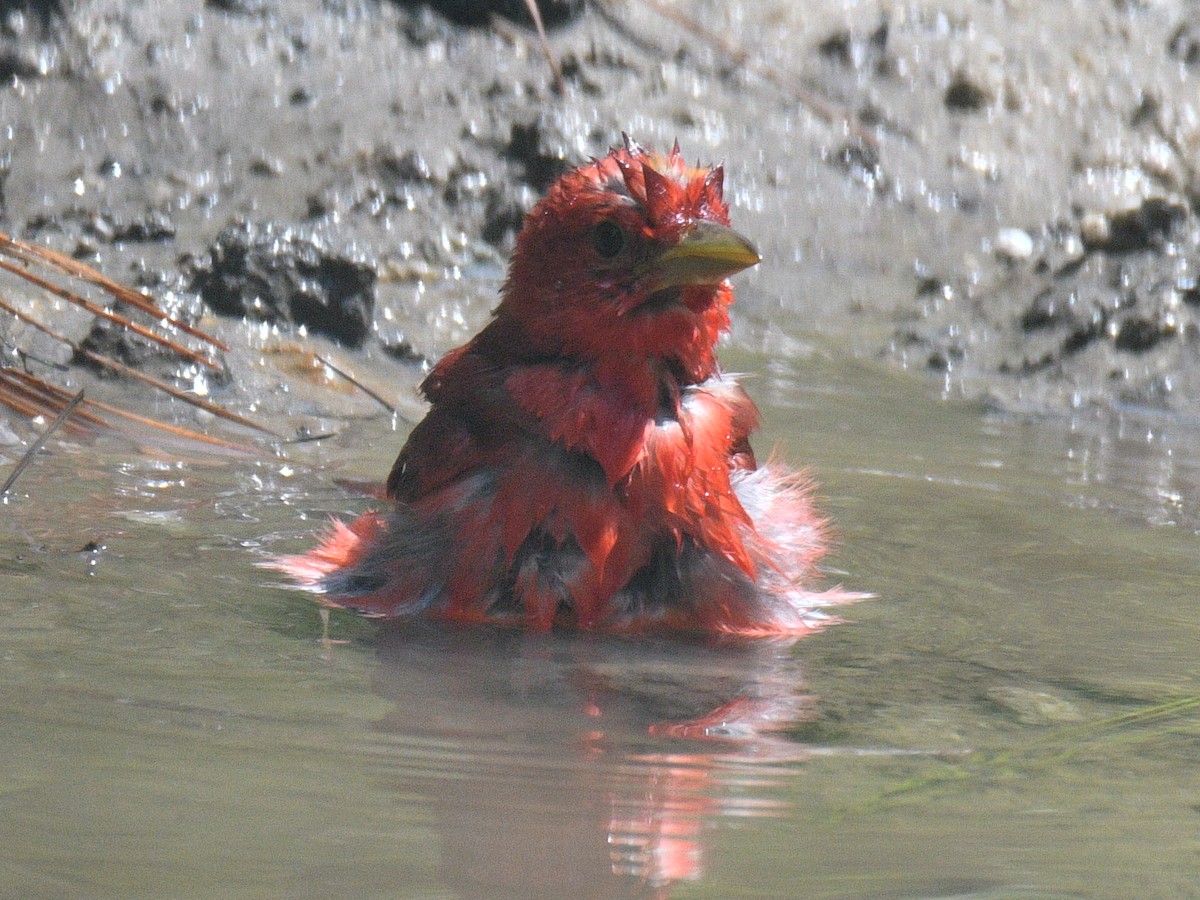 Summer Tanager - Michael Cheves