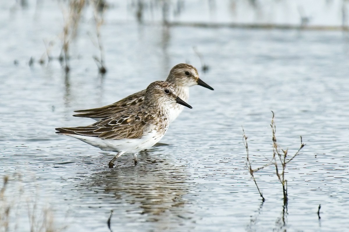 Semipalmated Sandpiper - Calvin S