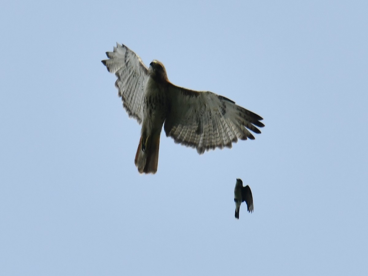 Red-tailed Hawk - ML589536781