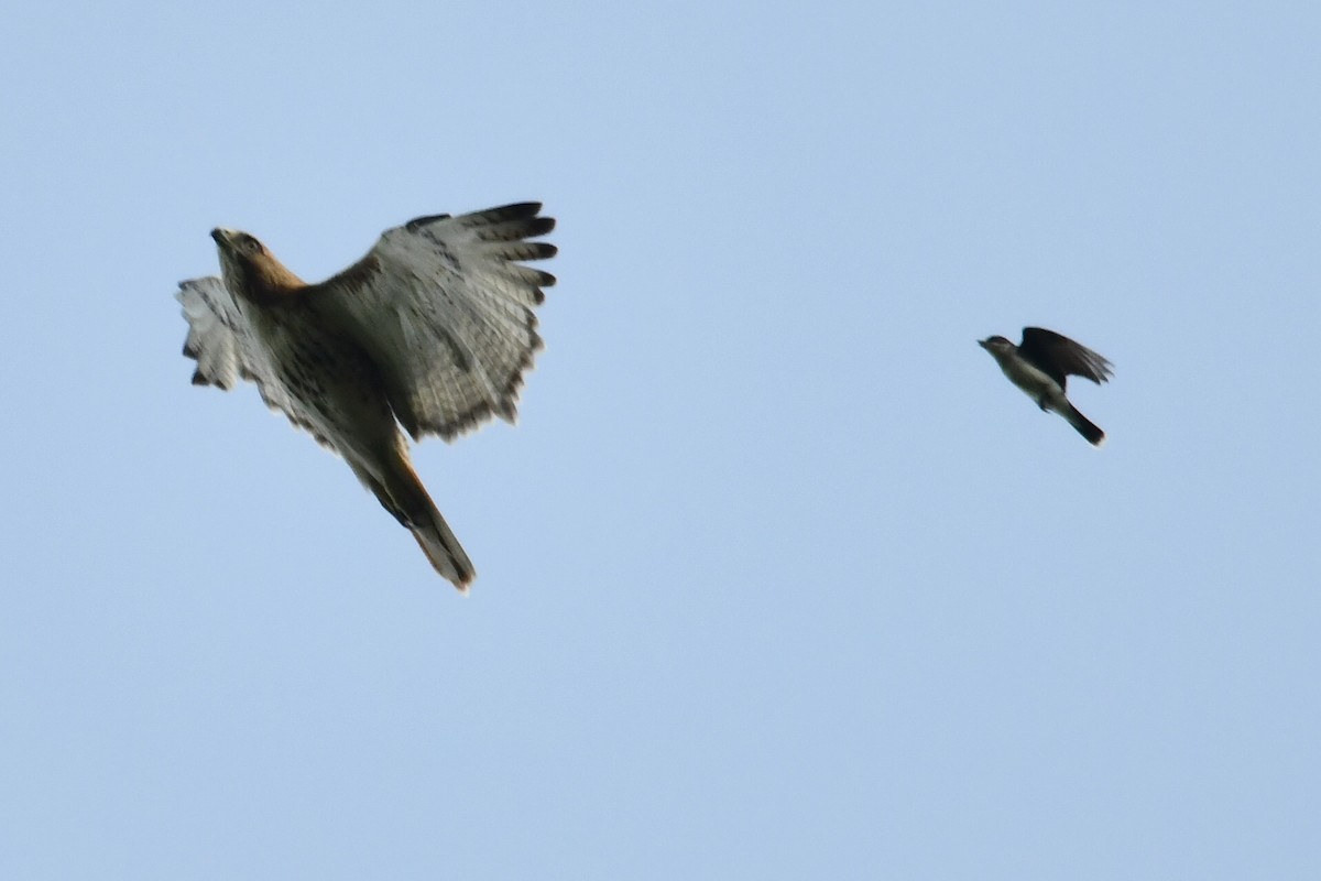 Red-tailed Hawk - Michael Cheves