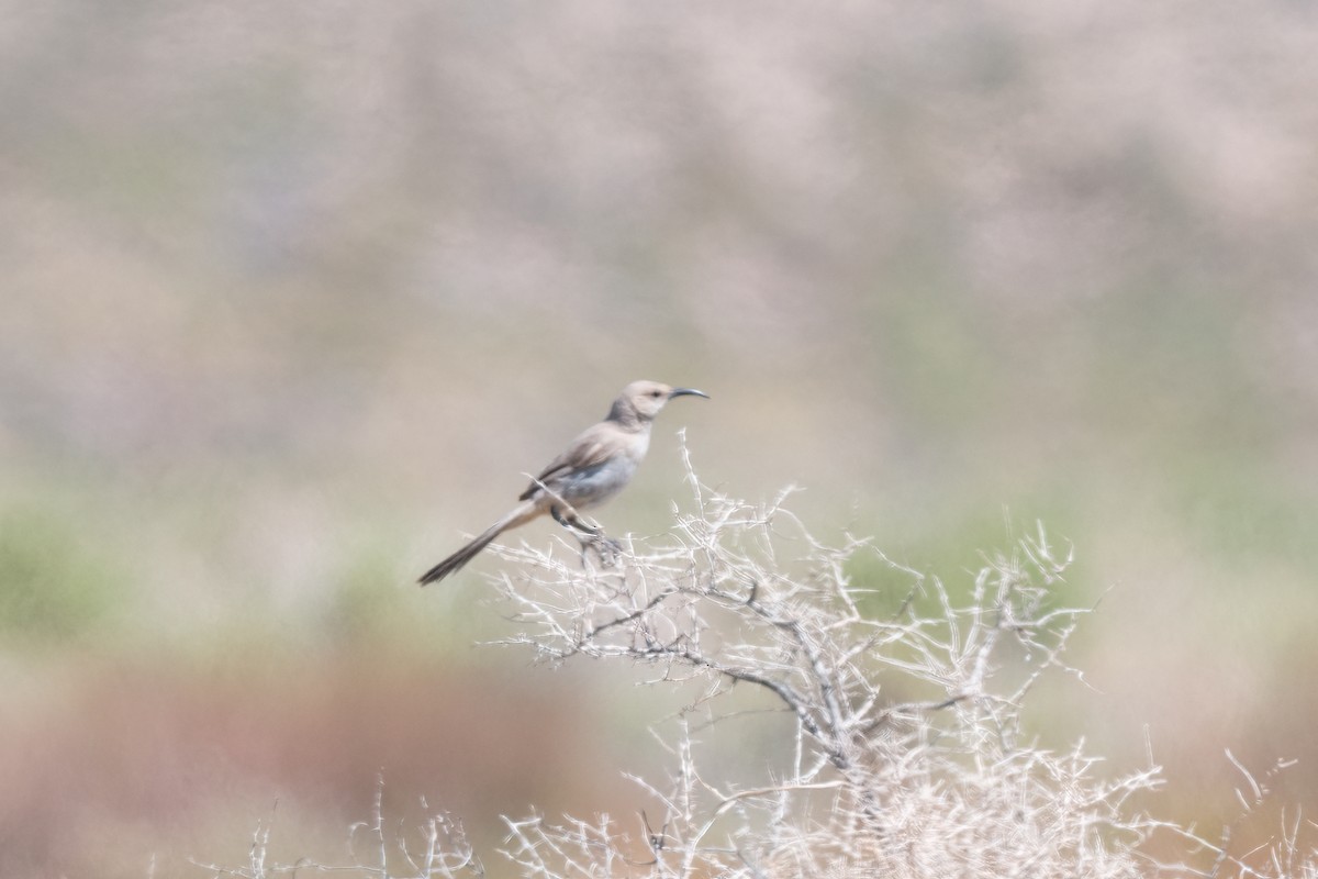 LeConte's Thrasher - ML589537011