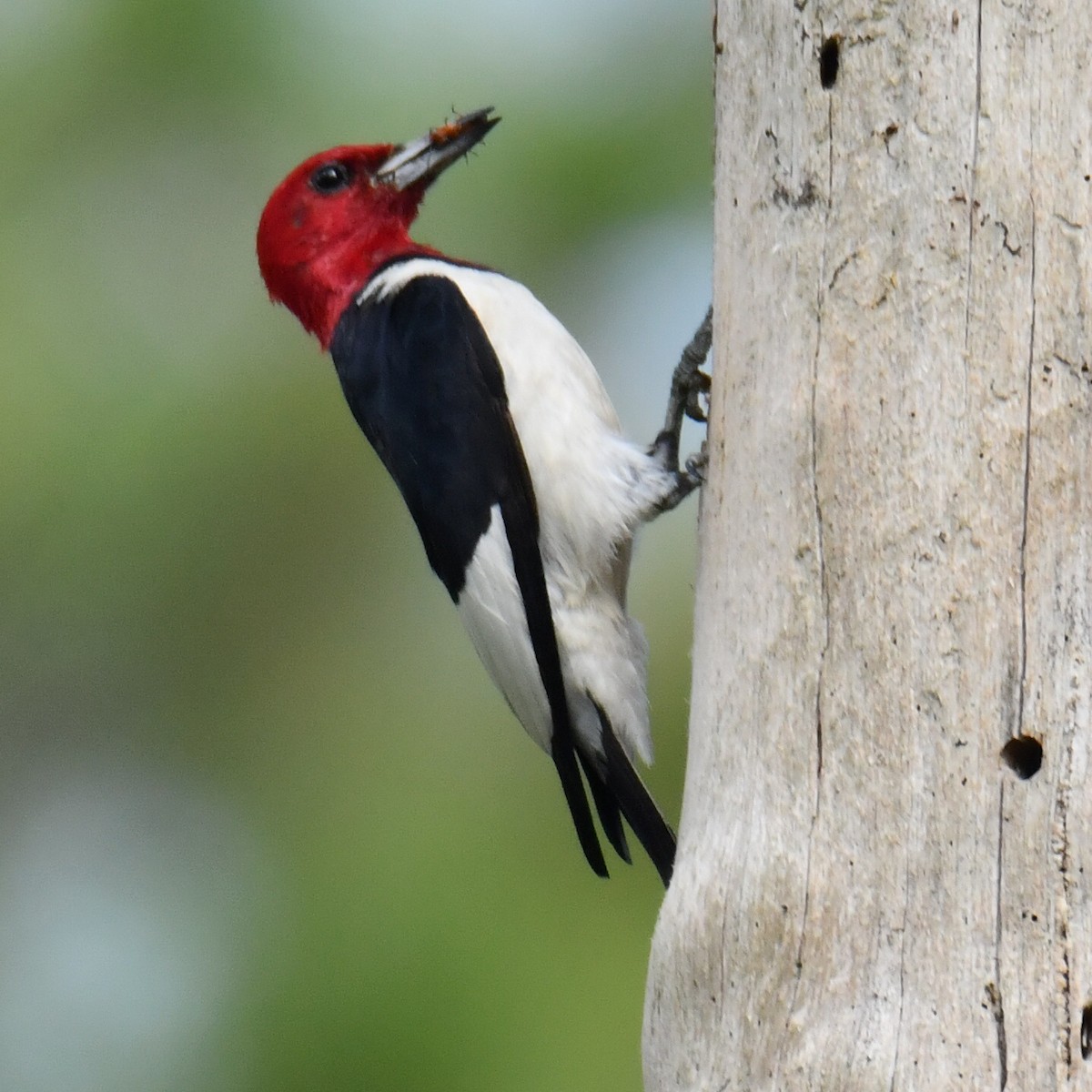 Red-headed Woodpecker - Michael Cheves
