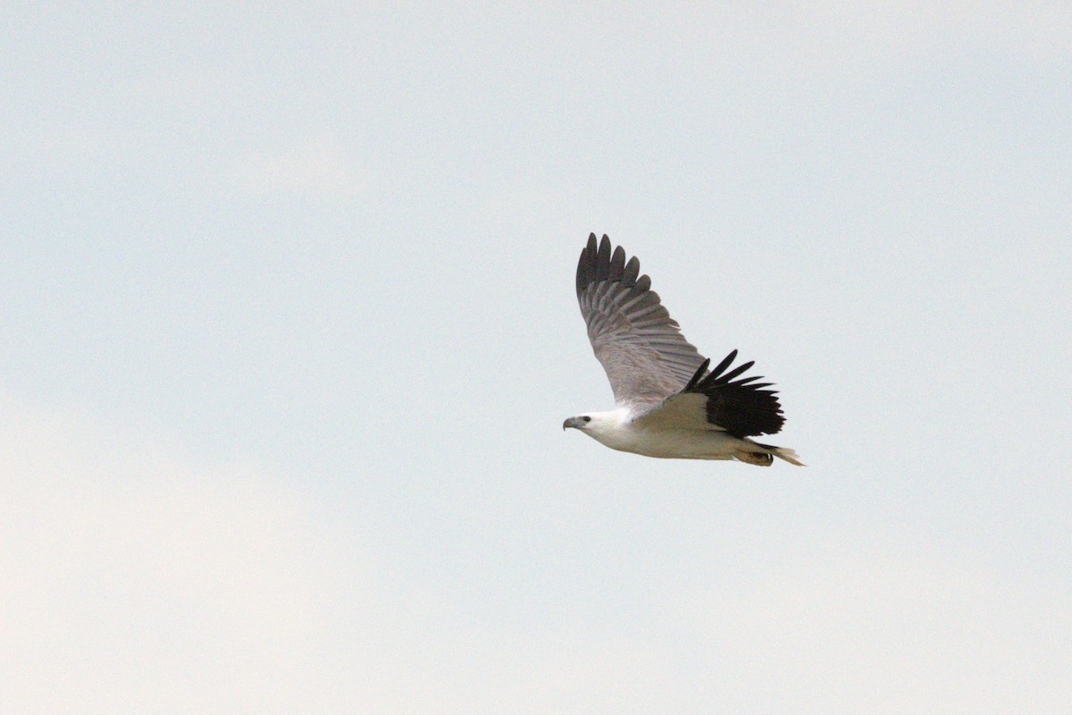 White-bellied Sea-Eagle - Lucas Russell