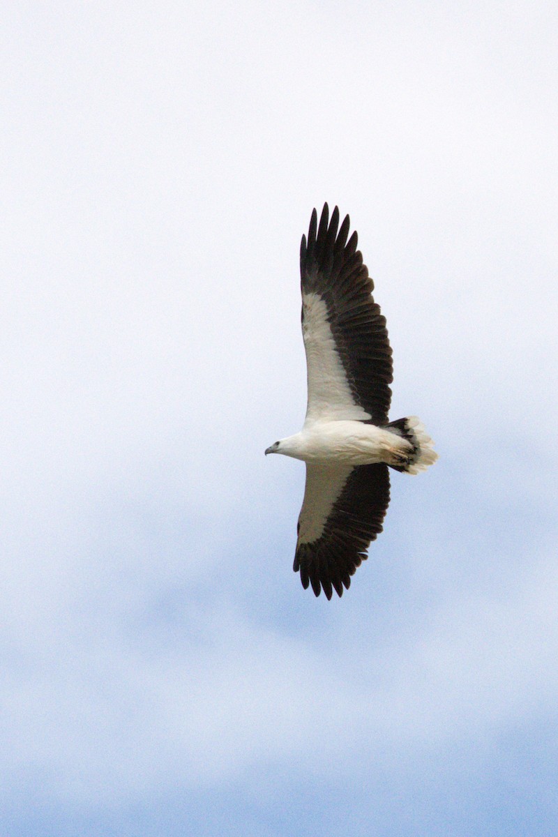 orel bělobřichý - ML589537321