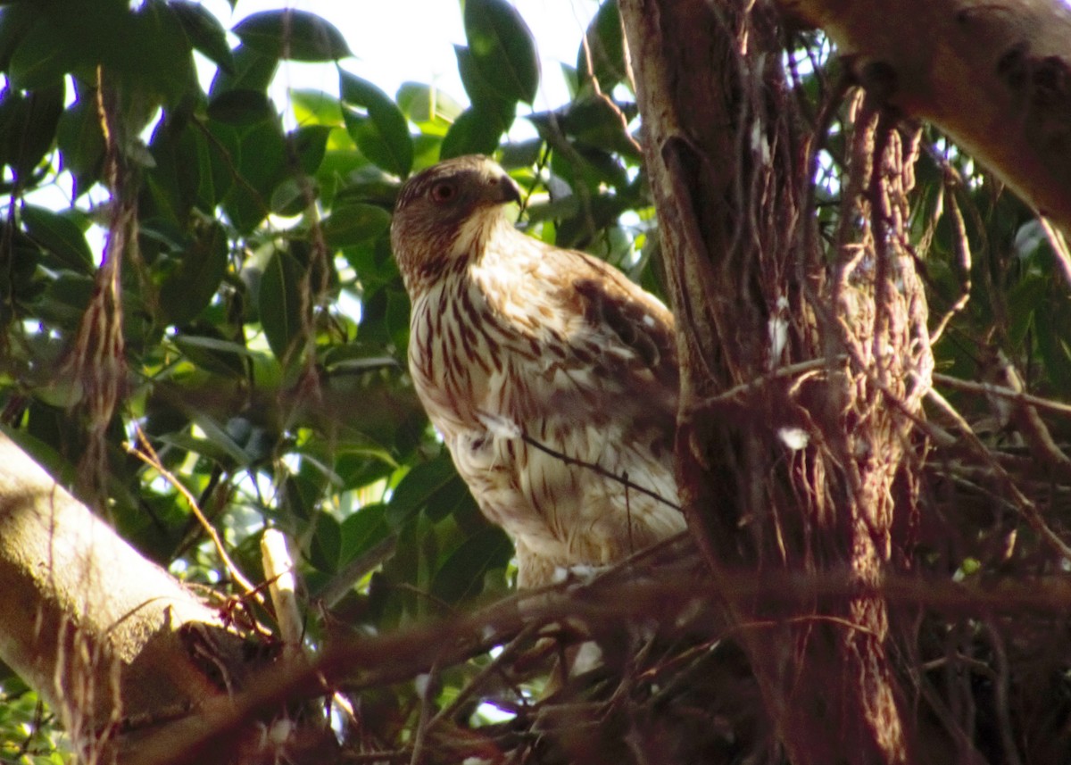 Cooper's Hawk - ML58953741