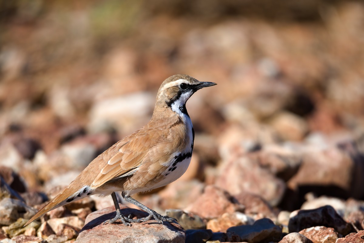 Cinnamon Quail-thrush - Nik Mulconray